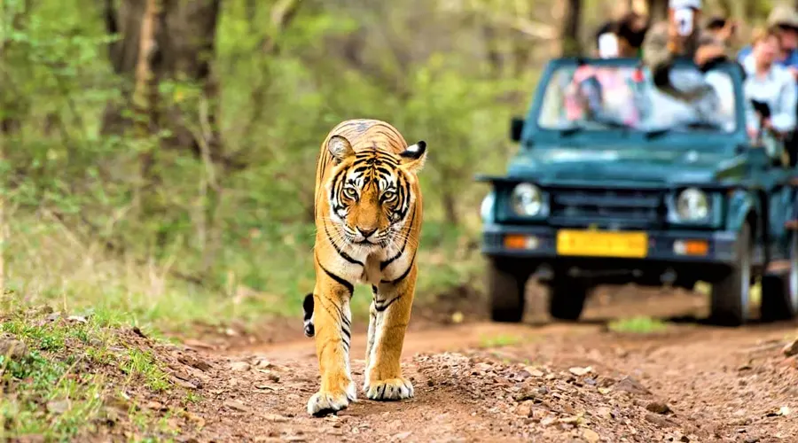 Wildlife Safari In Rajasthan